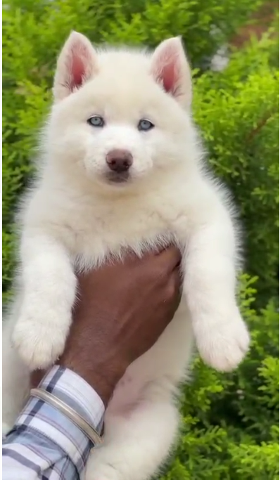 dog puppies for sale at bangalorepaws