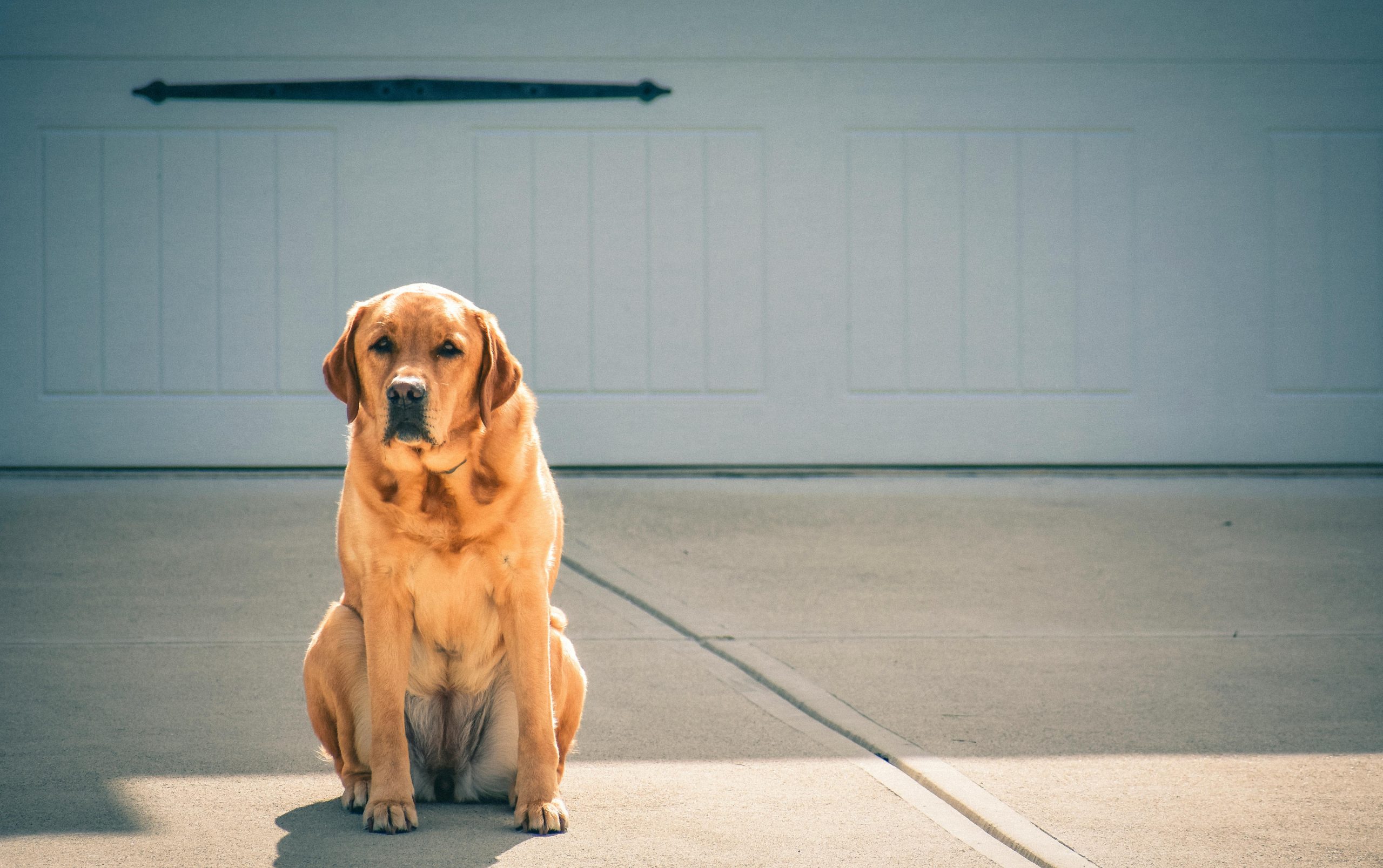 Labrador Retriever Dog