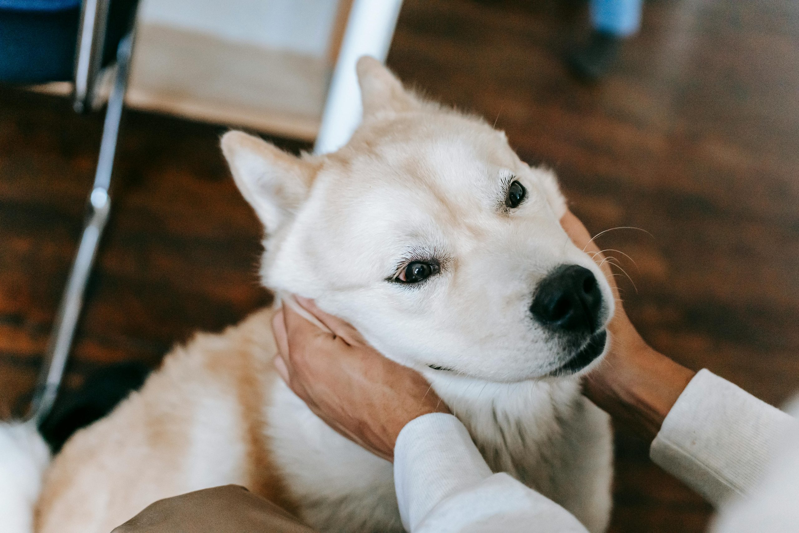 Coconut Oil Is Good For dogs