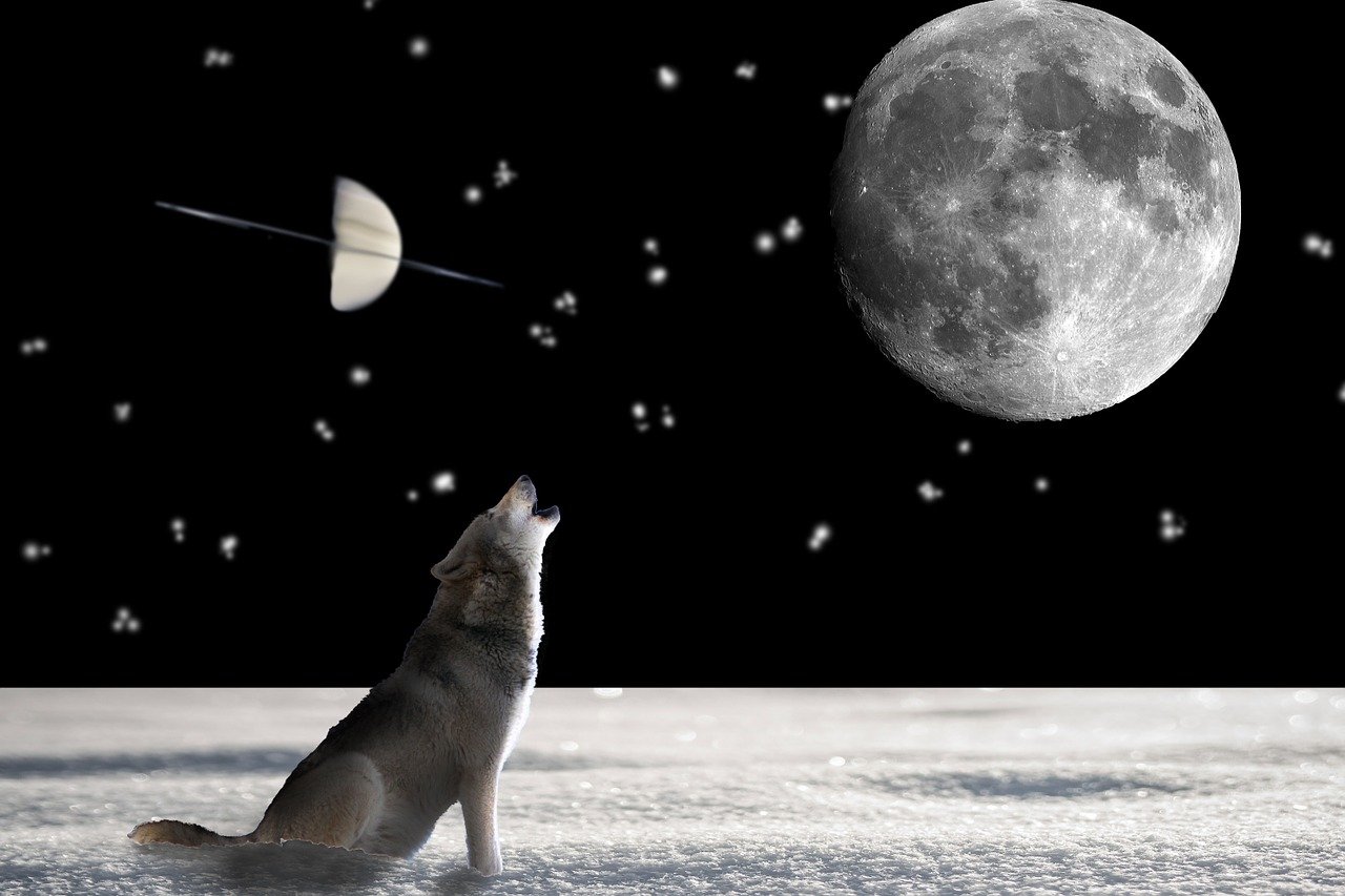 why do dogs howl at night